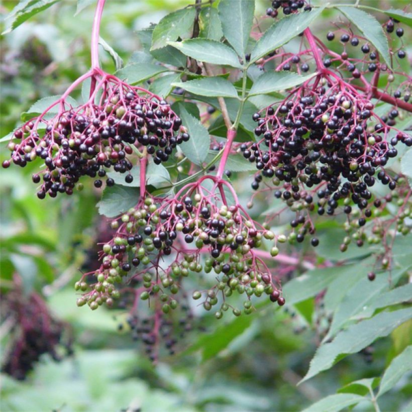 Sureau noir - Sambucus nigra Korsor (Harvest)