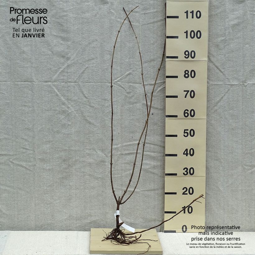 Example of Sureau noir  - Sambucus nigra Aurea Racines nues as you get in hiver