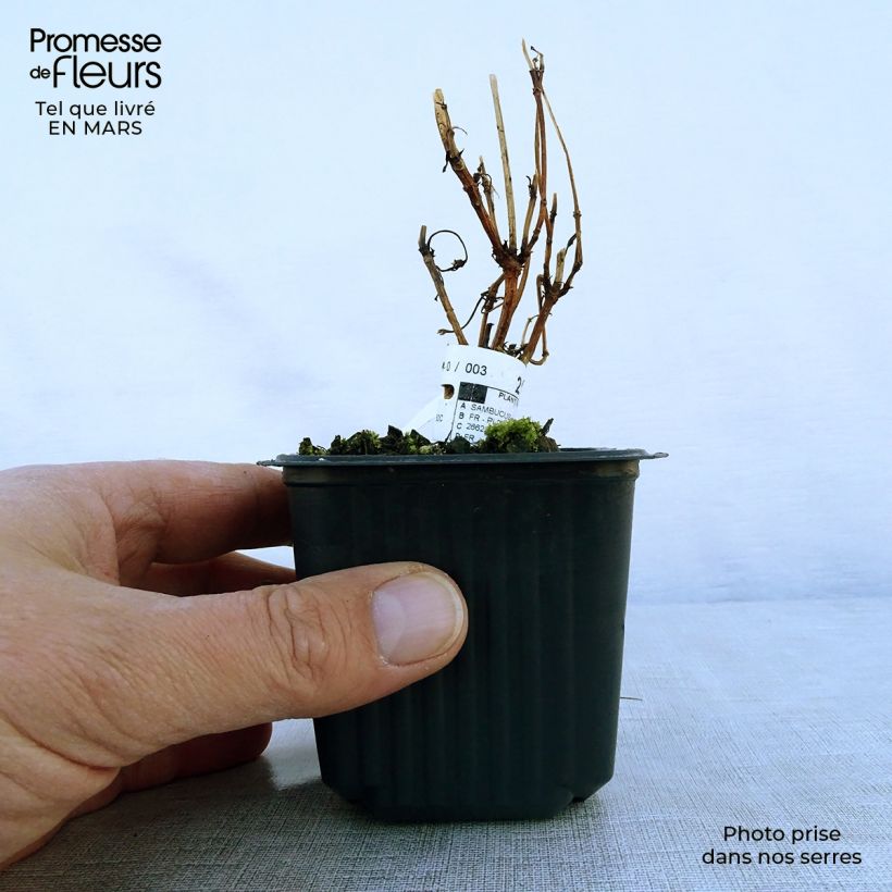 Example of Sureau noir - Sambucus nigra Black Lace (Eva) Godet de 8/9 cm as you get in printemps