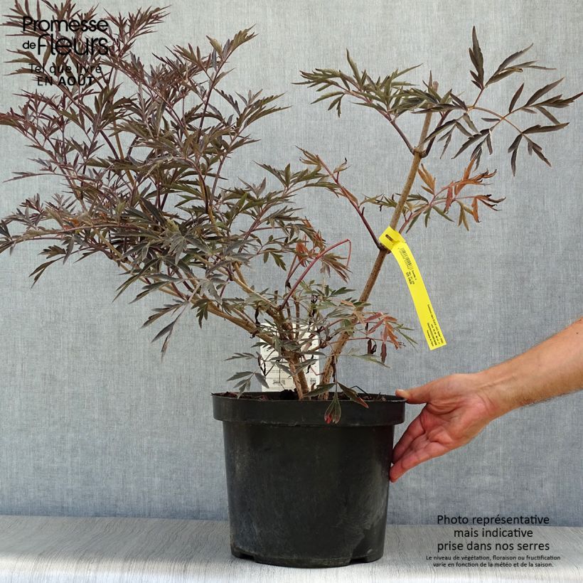 Spécimen de Sureau noir - Sambucus nigra Black Lace (Eva) Pot de 6L/7L tel que livré en été