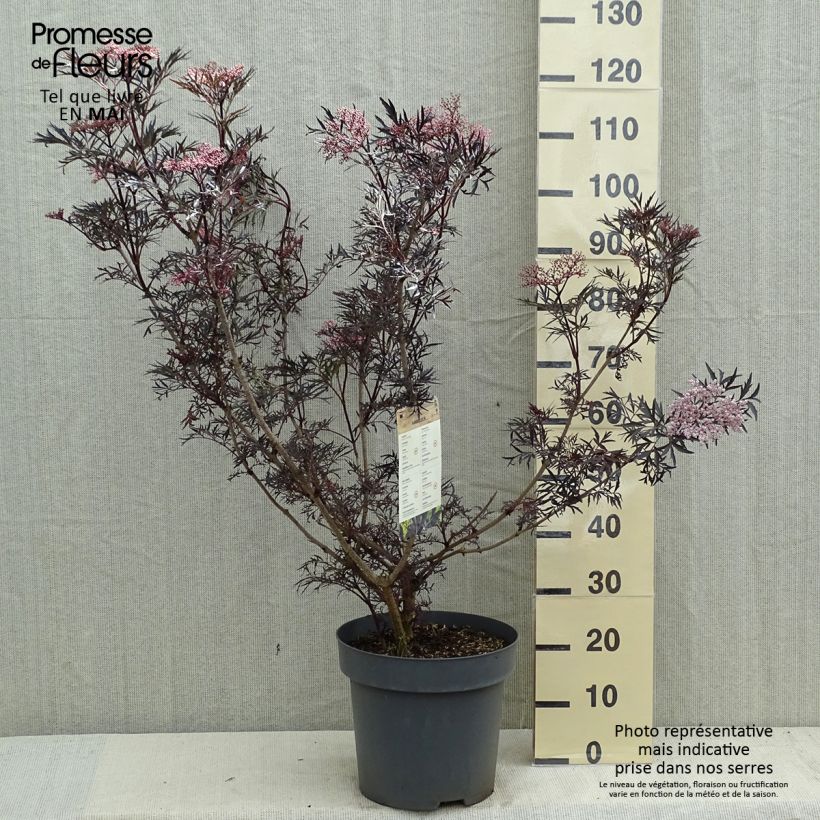 Example of Sureau noir - Sambucus nigra Black Lace (Eva) Pot de 12L/15L as you get in printemps
