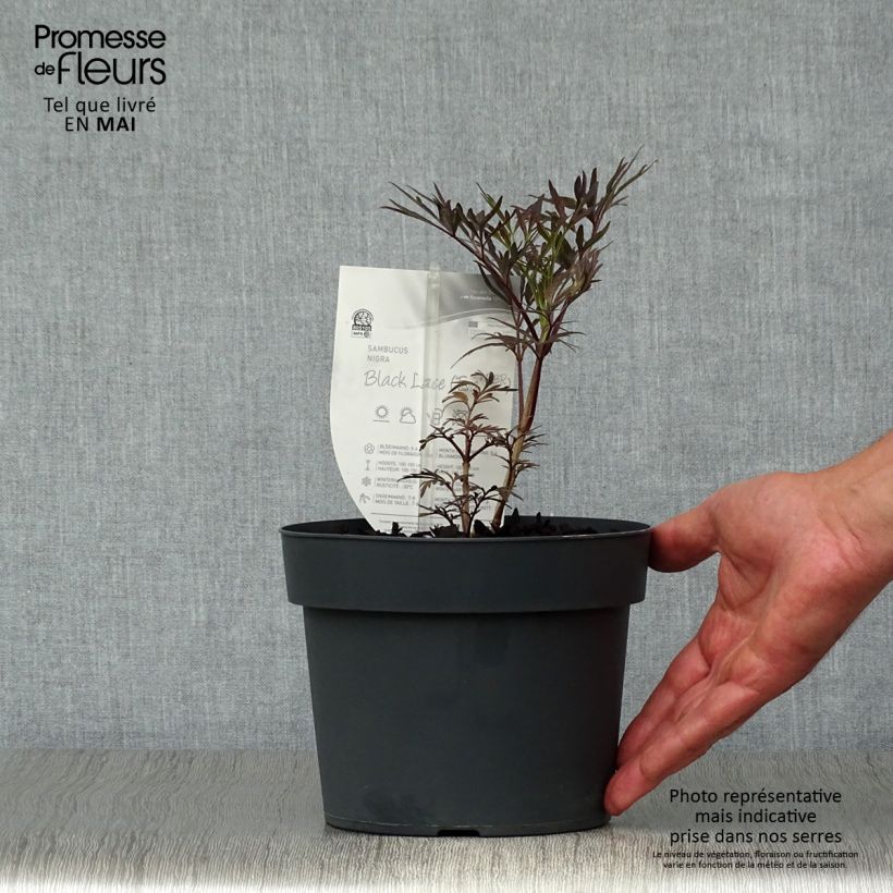 Example of Sureau noir - Sambucus nigra Black Lace (Eva) Pot de 2L/3L as you get in printemps