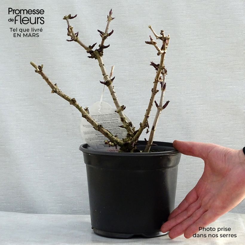 Example of Sureau noir - Sambucus nigra Black Tower Pot de 3L/4L as you get in printemps