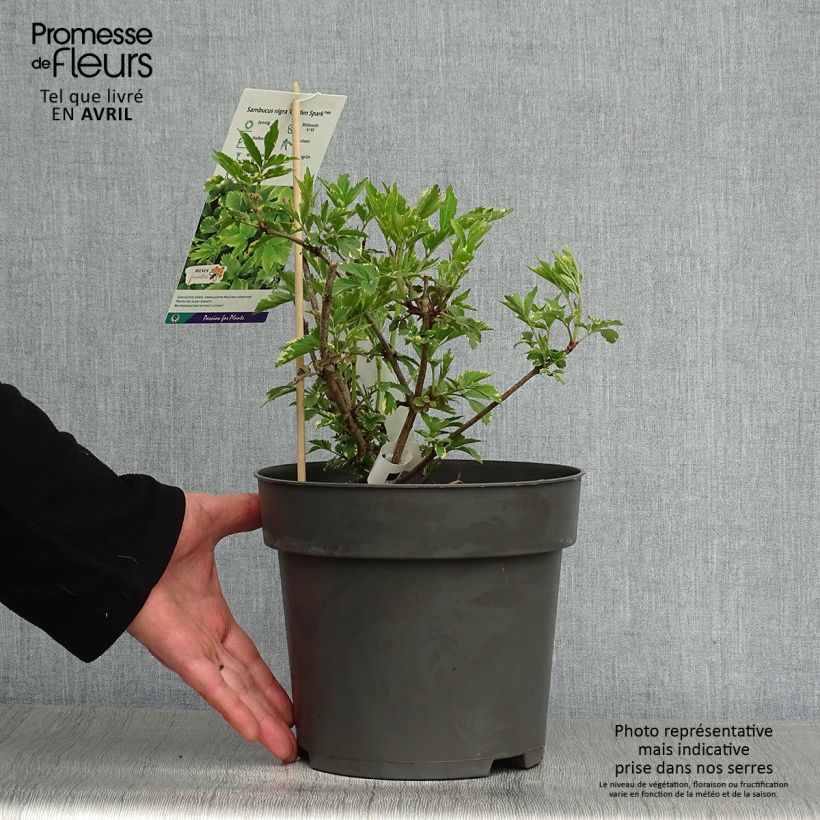 Example of Sureau noir - Sambucus nigra Golden Spark Pot de 3L/4L as you get in printemps
