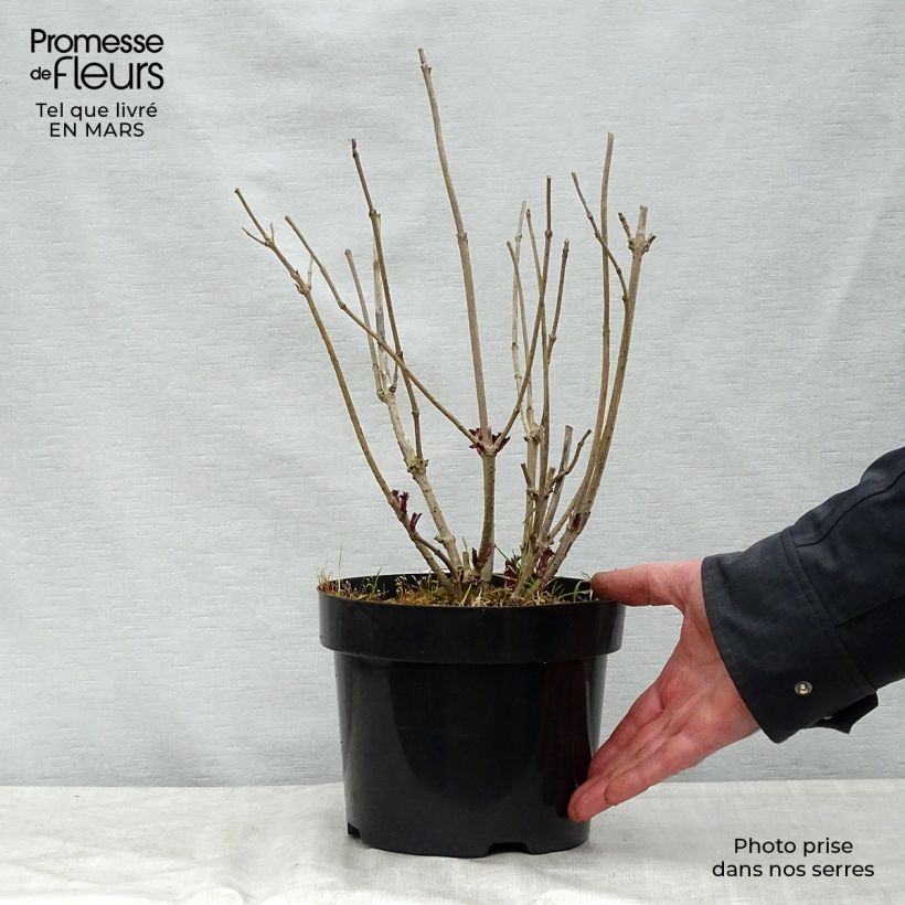 Example of Sureau noir - Sambucus nigra Golden Tower Pot de 3L/4L as you get in printemps