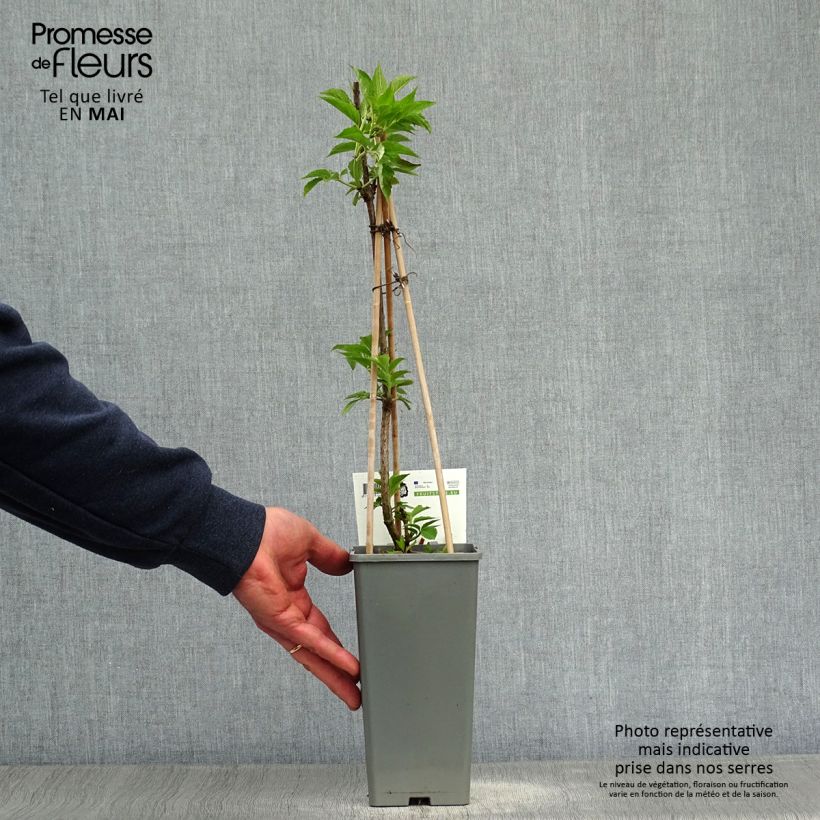 Example of Sureau noir - Sambucus nigra Haschberg Pot de 1,5L/2L, Buisson as you get in printemps