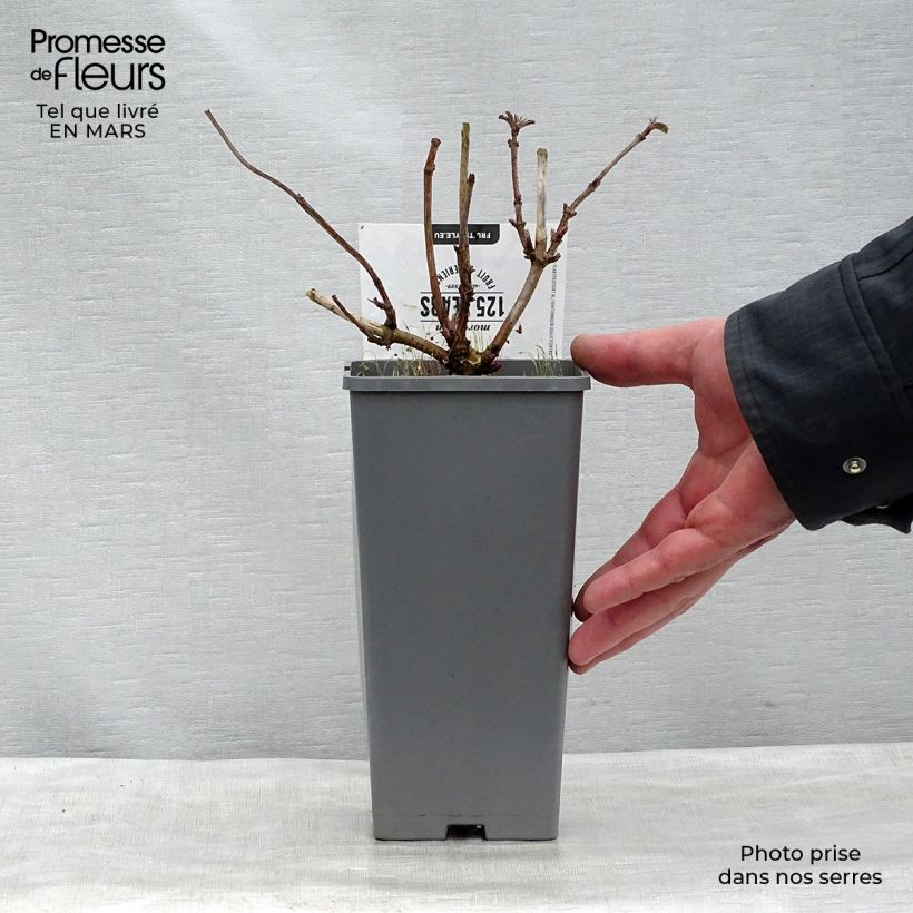 Example of Sureau noir - Sambucus nigra Korsor Pot de 1,5L/2L, Buisson as you get in printemps