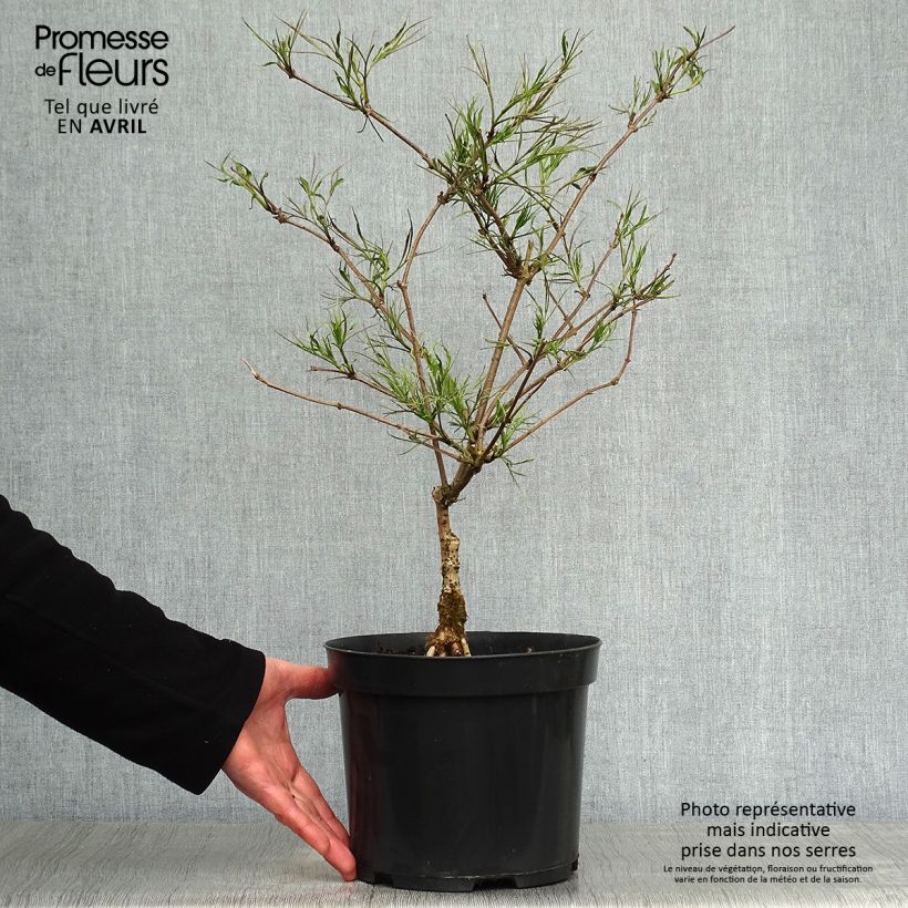 Example of Sureau noir - Sambucus nigra Linearis Pot de 3L/4L as you get in printemps