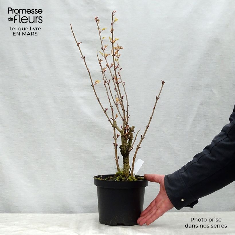 Spécimen de Sureau noir - Sambucus nigra Madonna Pot de 3L/4L tel que livré au printemps