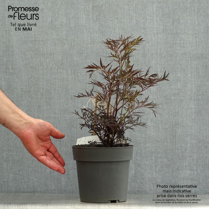 Example of Sureau noir - Sambucus nigra Straight Laced Pot de 3L/4L as you get in printemps