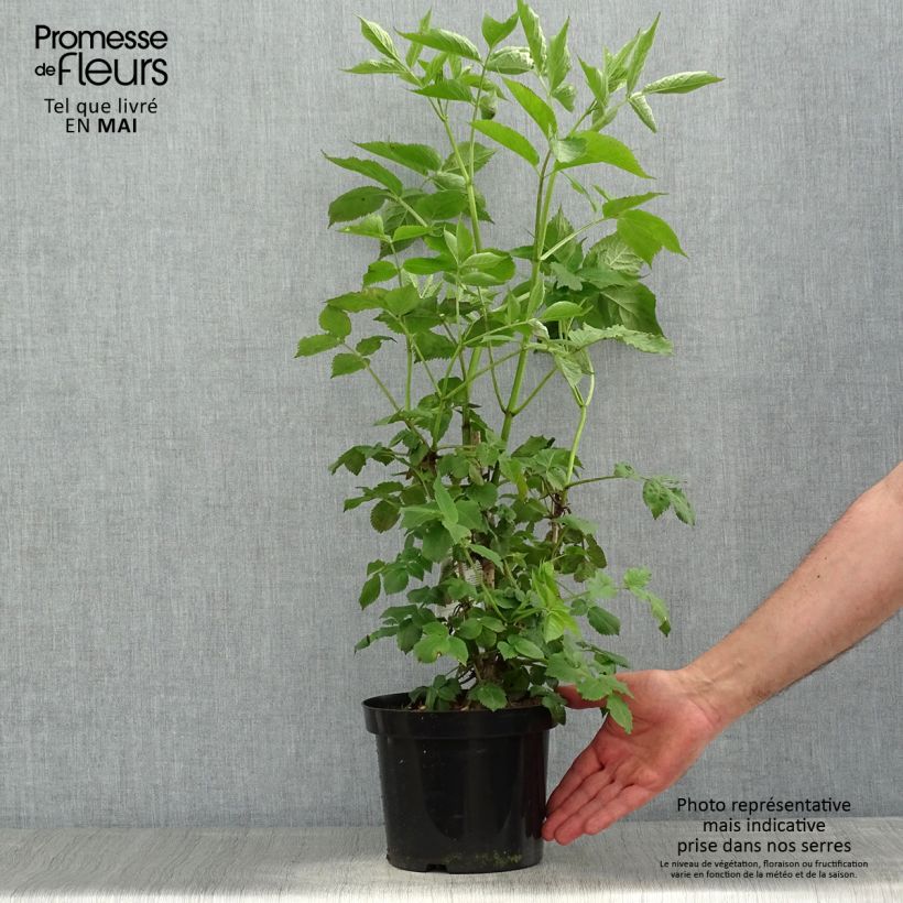 Example of Sureau noir - Sambucus nigra Pot de 2L/3L as you get in printemps