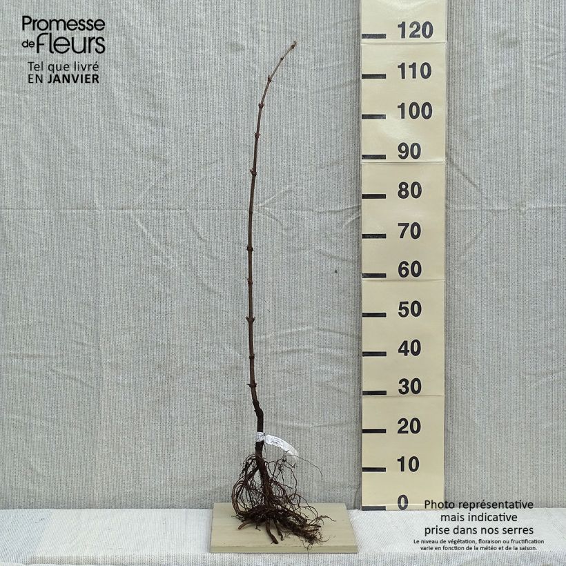 Example of Sureau noir - Sambucus nigra Racines nues as you get in hiver