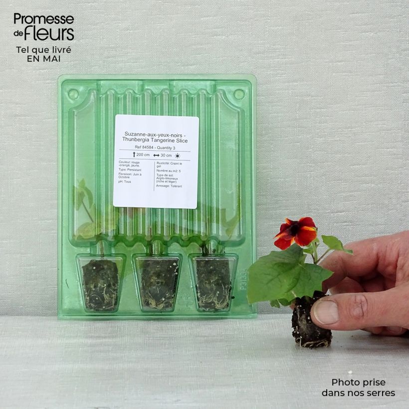 Example of Suzanne-aux-yeux-noirs - Thunbergia Tangerine Slice Mini-motte Ø 1,5/2,5 cm, Plant vert de 5 à 10 cm de haut as you get in printemps