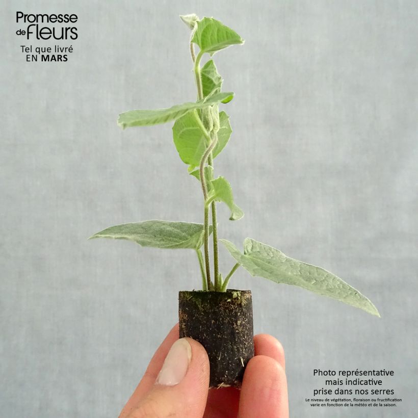 Example of Suzanne-aux-yeux-noirs - Thunbergia alata Sunny Suzy Rose Sensation Mini-motte Ø 3/4 cm as you get in printemps