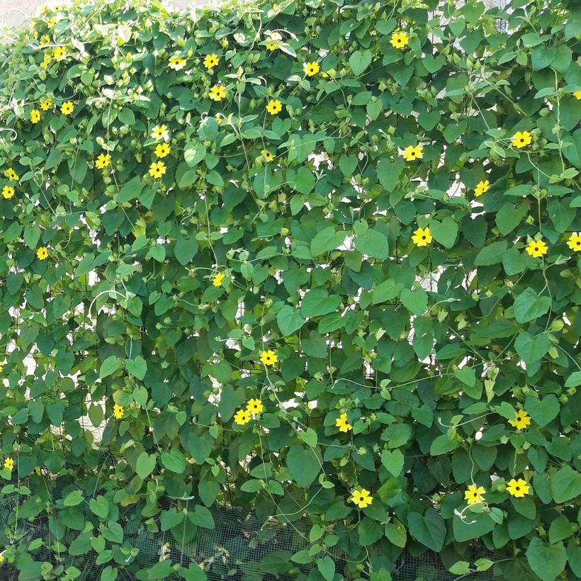 Suzanne jaune aux yeux noirs - Thunbergia alata (Plant habit)