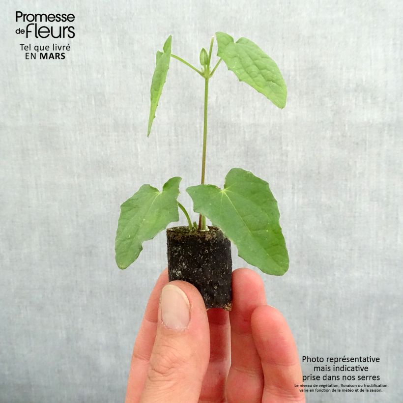 Example of Suzanne jaune aux yeux noirs - Thunbergia alata Mini-motte Ø 3/4 cm, Plant vert de 5 à 10 cm de haut as you get in printemps