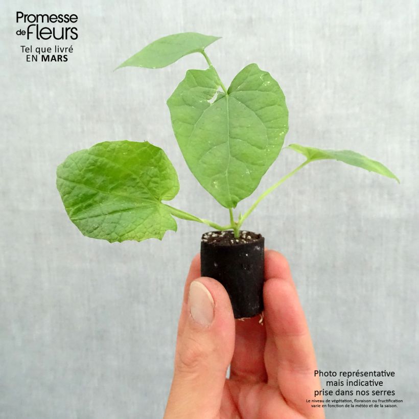 Example of Suzanne orange aux yeux noirs - Thunbergia alata Mini-motte Ø 3/4 cm, Plant vert de 5 à 10 cm de haut as you get in printemps