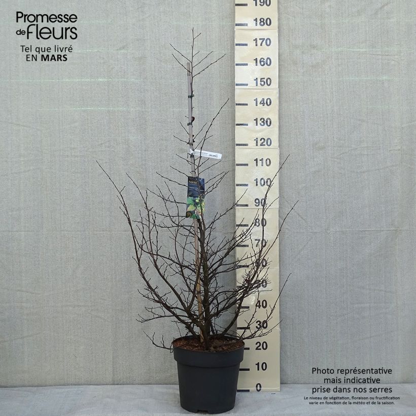 Example of Sycoparrotia semidecidua Purple Haze  Pot de 12L/15L as you get in hiver