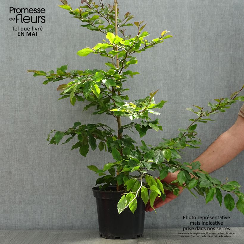 Example of Sycoparrotia semidecidua Purple Haze  Pot de 3L/4L as you get in printemps