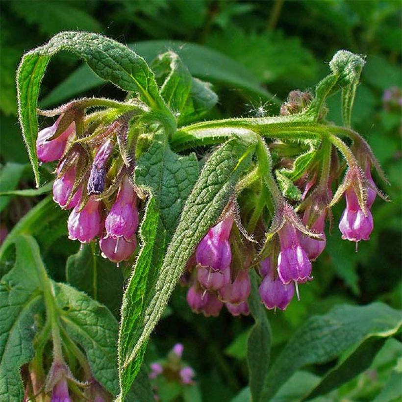 Consoude officinale - Symphytum officinale (Flowering)