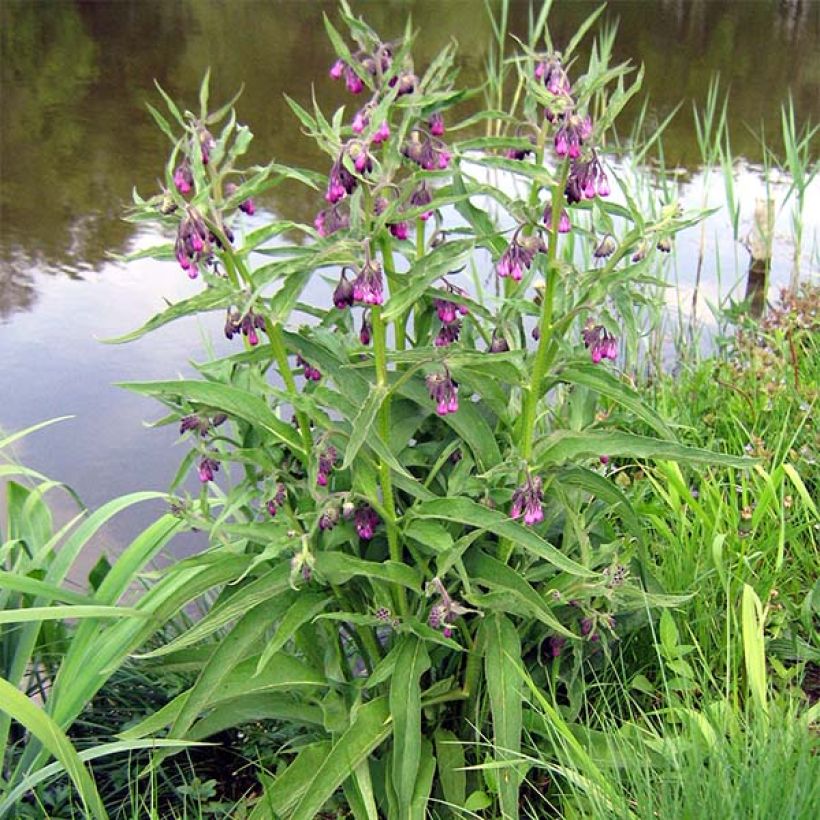 Consoude officinale - Symphytum officinale (Plant habit)