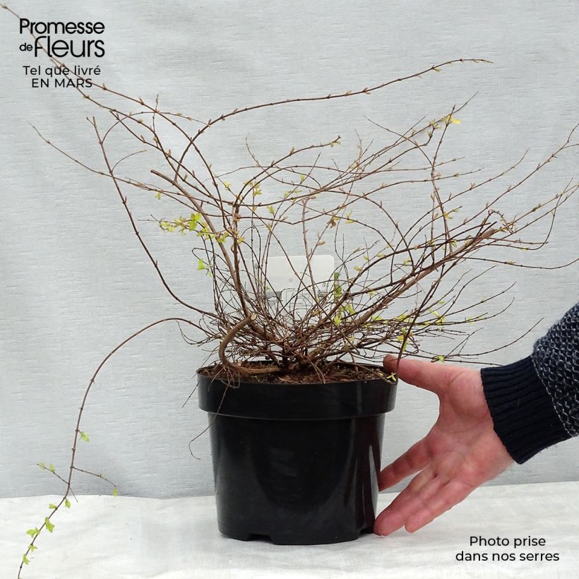 Example of Symphoricarpos chenaulti  Brain de Soleil - Symphorine Pot de 3L/4L as you get in printemps