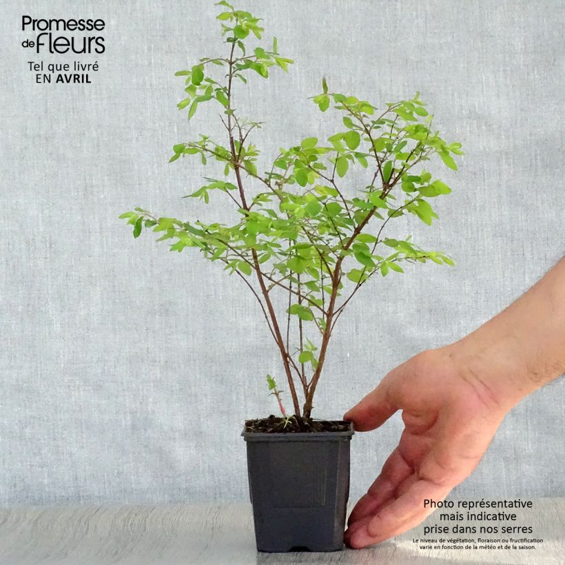 Example of Symphoricarpos chenaultii Hancock - Symphorine de Chenault Godet de 8/9 cm as you get in printemps