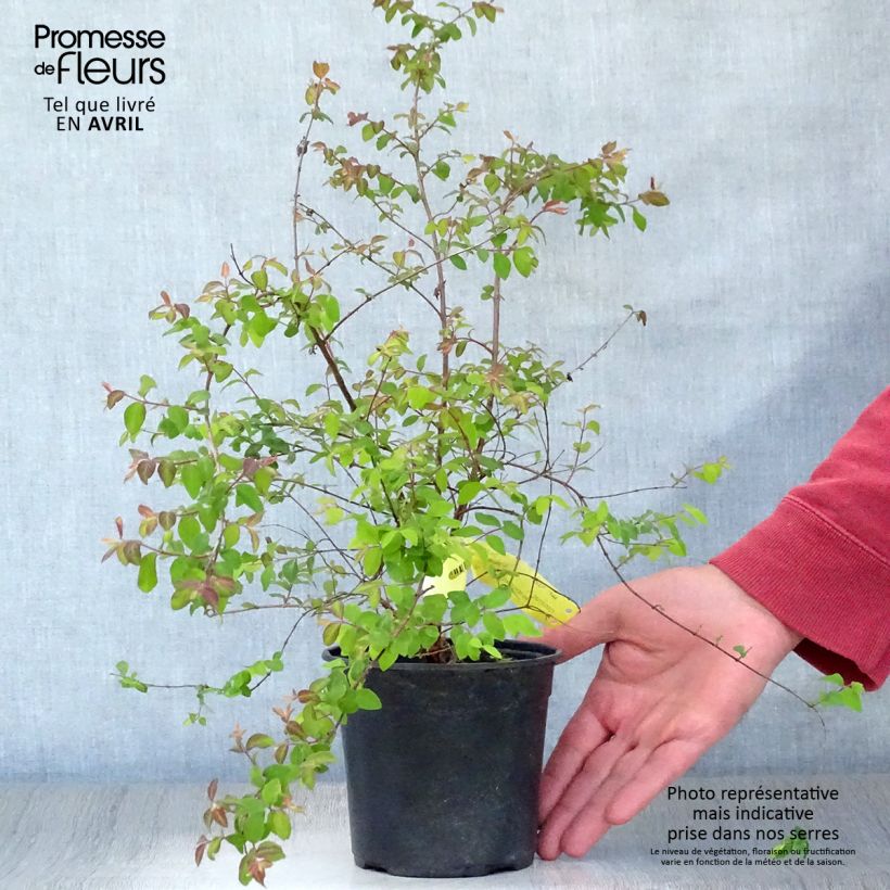 Example of Symphoricarpos chenaultii Hancock - Symphorine de Chenault Pot de 1L/1,5L as you get in printemps