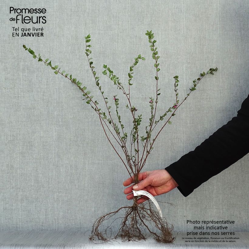 Example of Symphoricarpos chenaultii Hancock - Symphorine de Chenault Racines nues, Buisson, Ramifié as you get in hiver