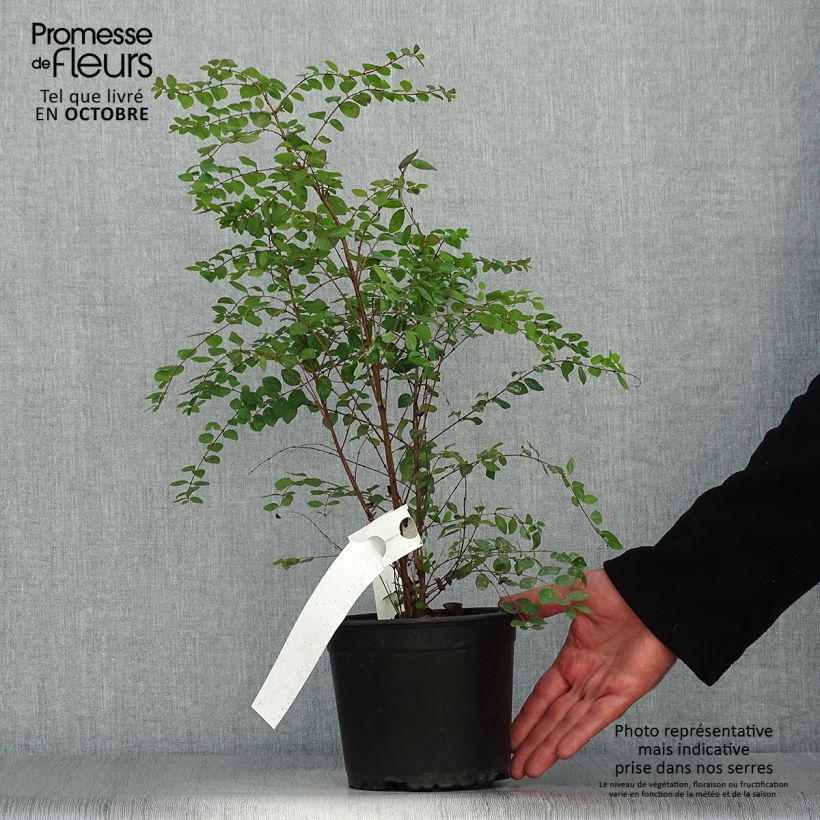 Spécimen de Symphoricarpos chenaultii - Symphorine de Chenault Pot de 2L/3L tel que livré en automne