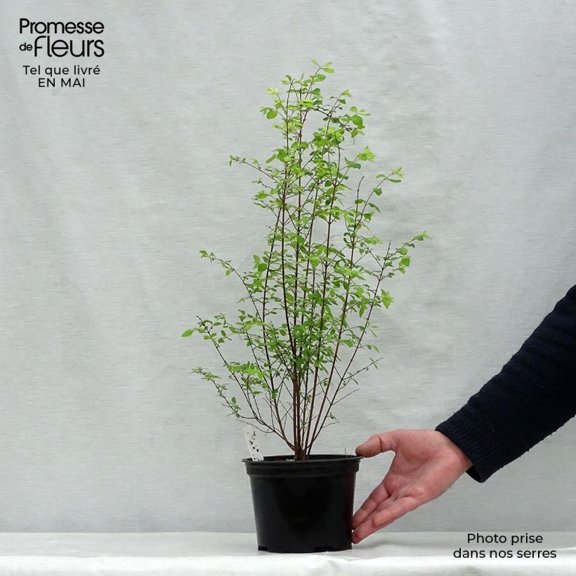 Example of Symphoricarpos chenaultii - Symphorine de Chenault Pot de 2L/3L as you get in printemps