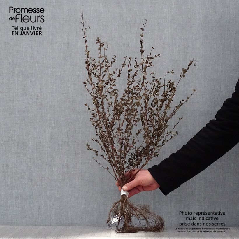 Example of Symphoricarpos chenaultii - Symphorine de Chenault Racines nues, Buisson, Ramifié as you get in hiver