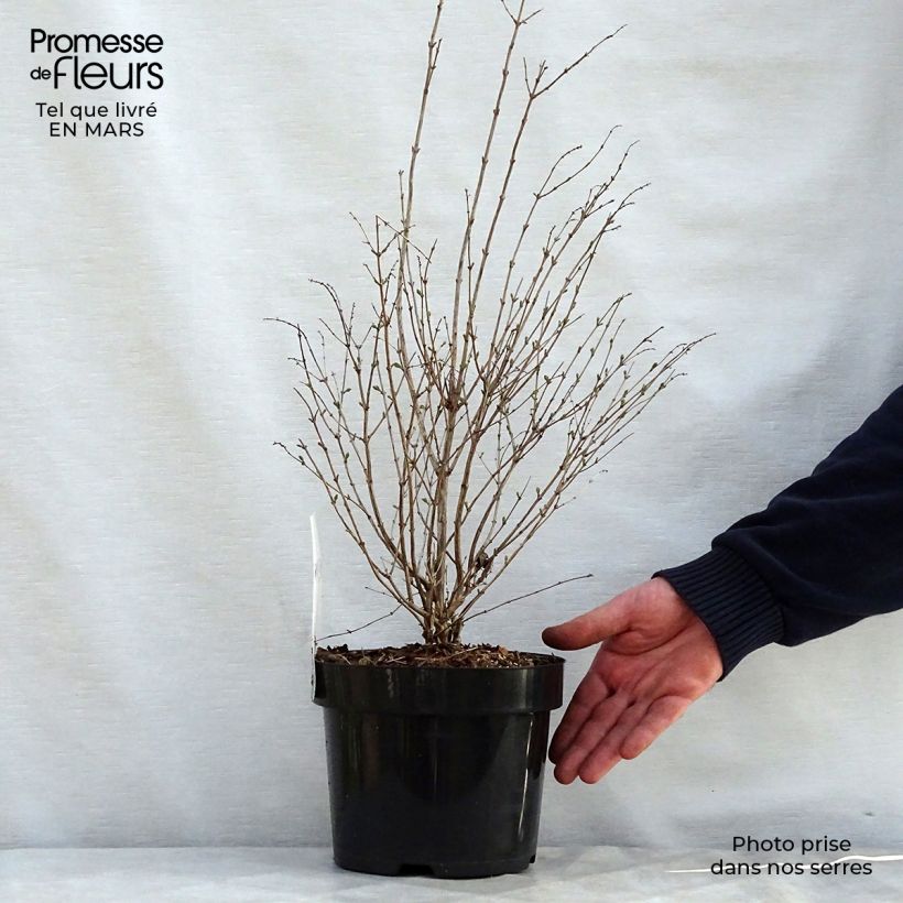 Spécimen de Symphorine Magical ® Galaxy - Symphorycarpos doorenboosii  Pot de 3L/4L tel que livré au printemps