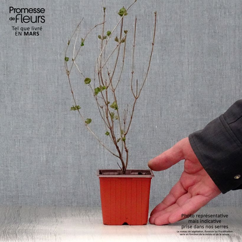 Example of Symphorine Mother of Pearl - Symphorycarpos doorenboosii  Godet de 8/9 cm as you get in printemps