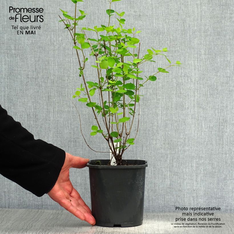 Example of Symphorine Mother of Pearl - Symphorycarpos doorenboosii  Pot de 2L/3L as you get in printemps