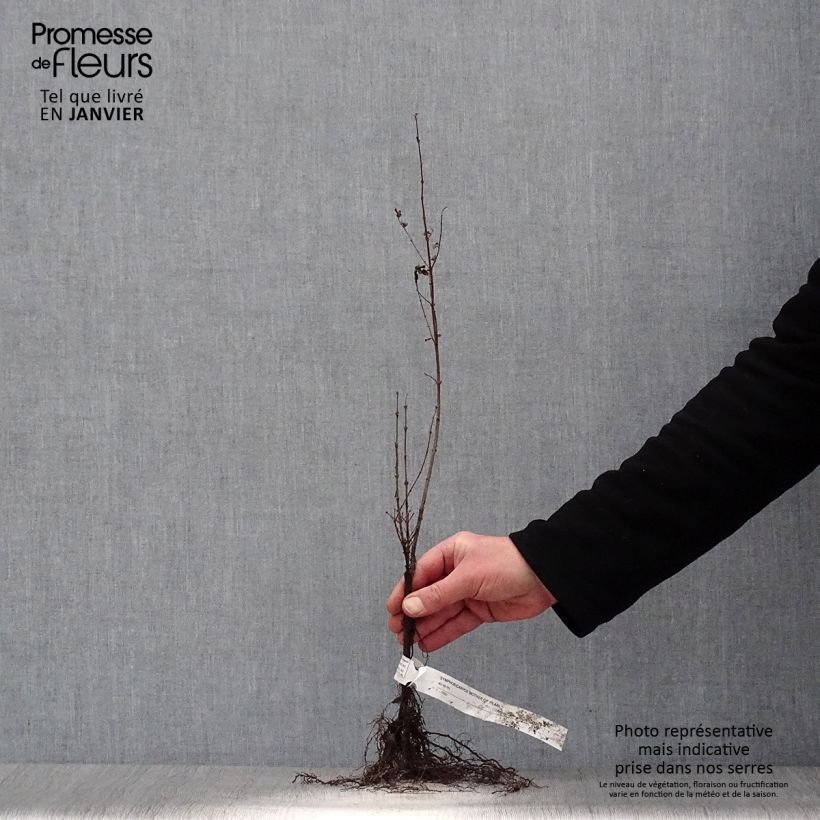 Example of Symphorine Mother of Pearl - Symphorycarpos doorenboosii  Racines nues, Buisson, Ramifié as you get in hiver