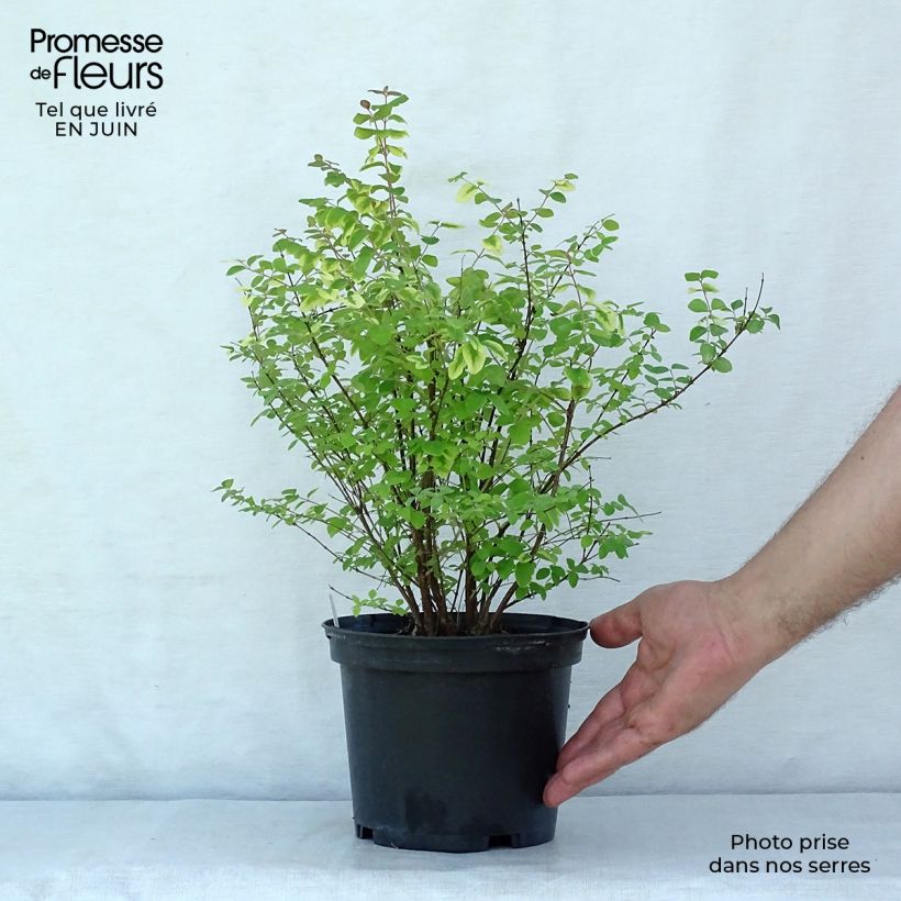 Spécimen de Symphorine - Symphoricarpos doorenbosii Magic Berry Pot de 2L/3L tel que livré en été
