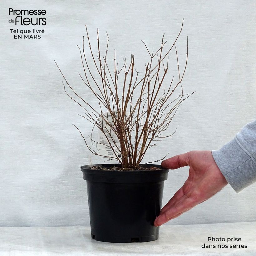 Example of Symphorine - Symphoricarpos doorenbosii Magic Berry Pot de 2L/3L as you get in printemps