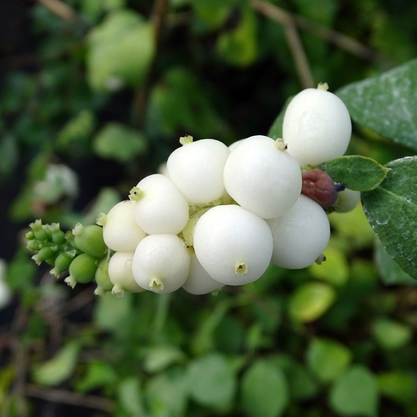 Symphorine - Symphoricarpos doorenbosii White Hedge (Harvest)