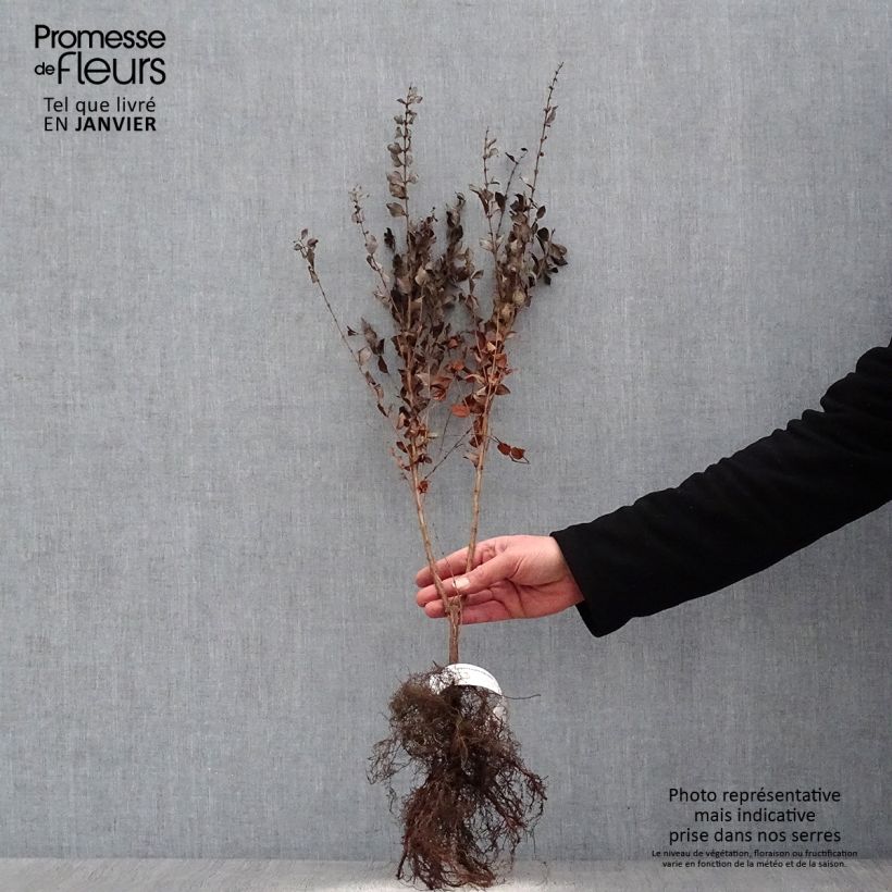 Spécimen de Symphorine - Symphoricarpos orbiculatus Racines nues, Buisson, Ramifié tel que livré en hiver