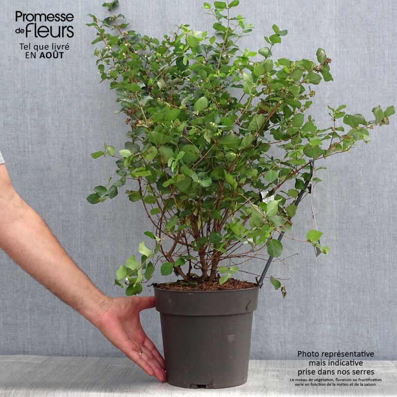 Spécimen de Symphorine - Symphoricarpos orbiculatus Symphony Rumble Pot de 4L/5L tel que livré en été