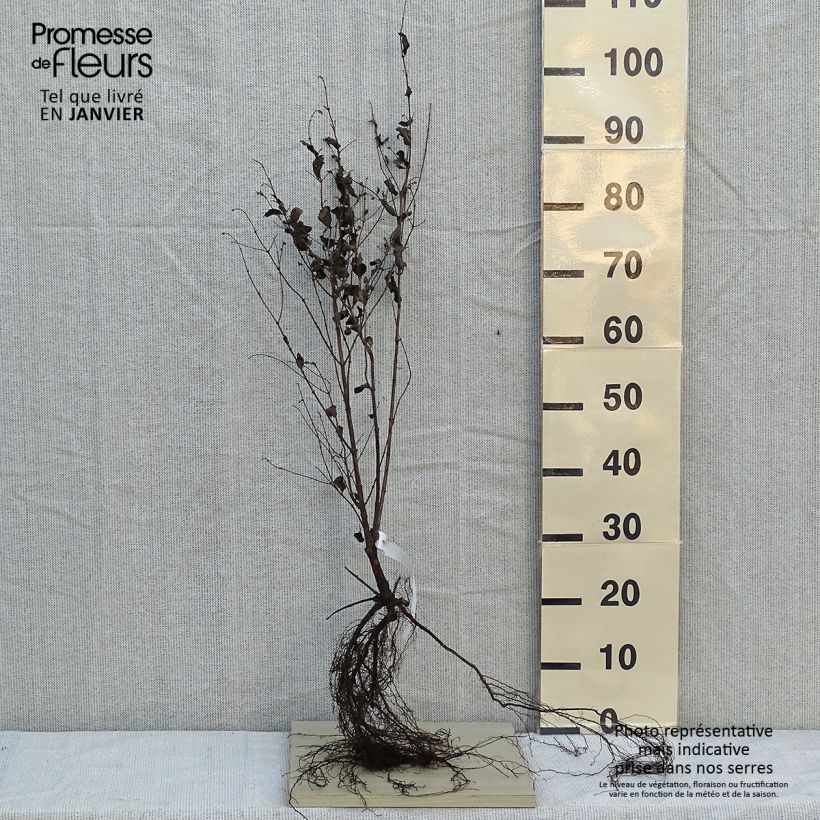 Spécimen de Symphorine blanche - Symphoricarpos albus var. laevigatus Racines nues tel que livré en hiver