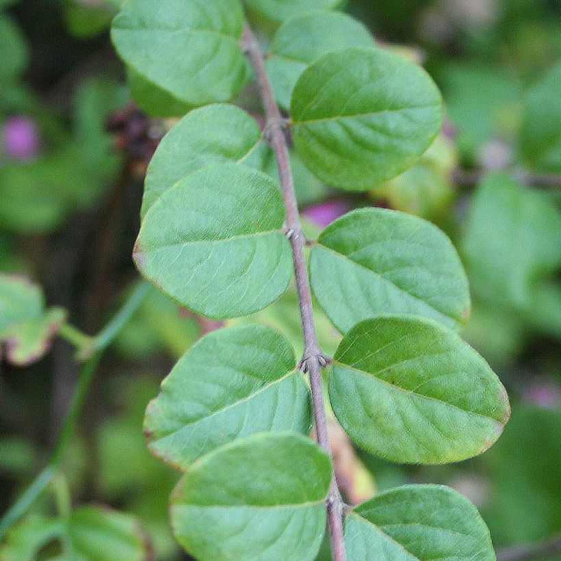 Symphorine - Symphoricarpos doorenbosii Magic Berry (Foliage)