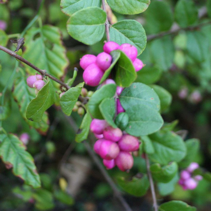 Symphorine - Symphoricarpos doorenbosii Magic Berry (Harvest)