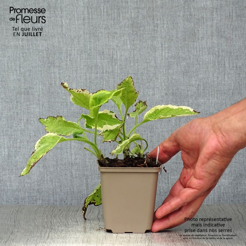 Spécimen de Symphytum Goldsmith - Consoude panachée Godet de 8/9 cm tel que livré en été