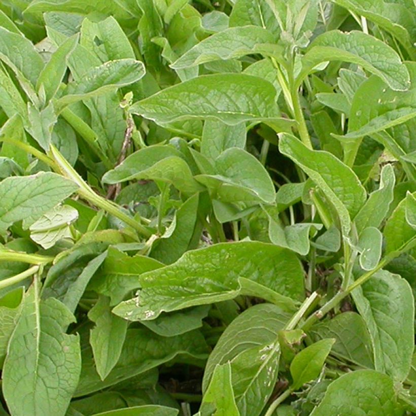 Consoude - Symphytum azureum (Foliage)
