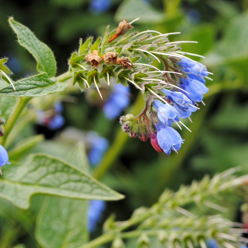 Consoude - Symphytum azureum (Flowering)