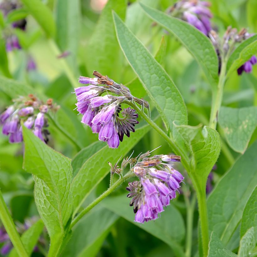 Consoude officinale (Floraison)
