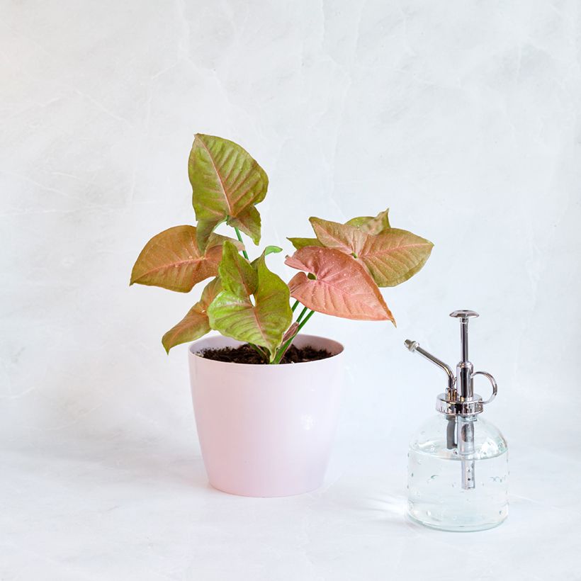 Syngonium Neon Robusta (Plant habit)