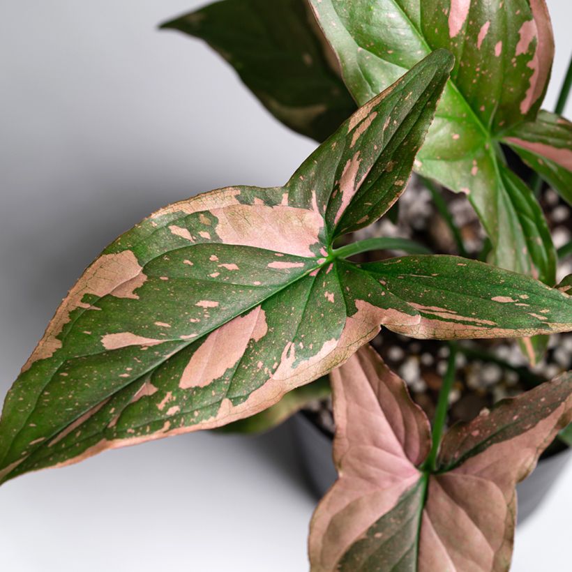 Syngonium Pink Splash (Feuillage)